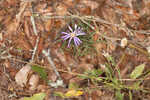 Georgia aster